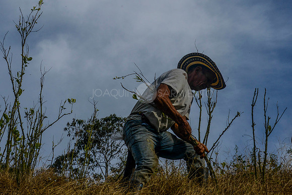 COLOMBIA - FARC - COCA - ERADICATION - PLAN